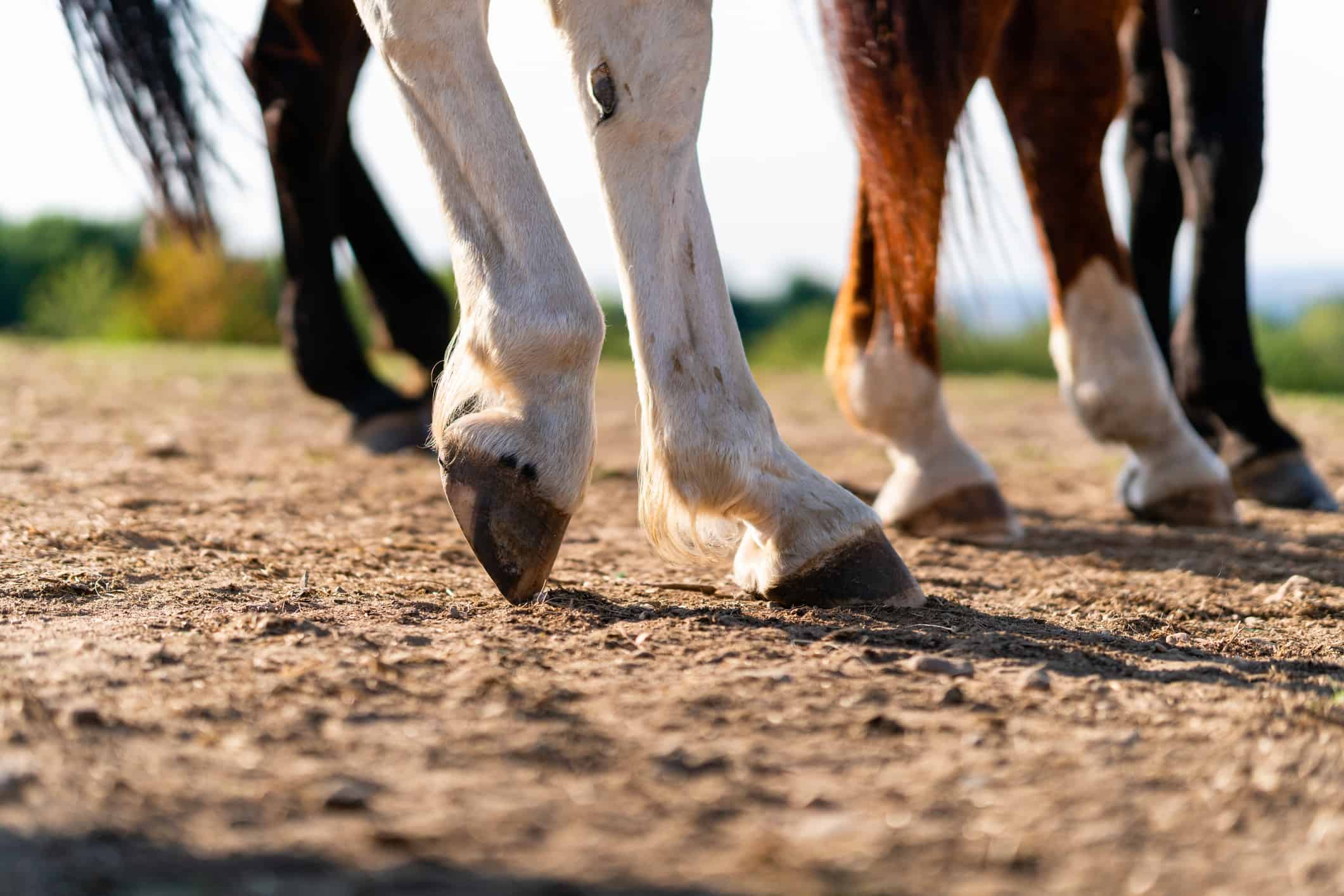 Founder In Horses, Treatment & Horse Hoof Health,