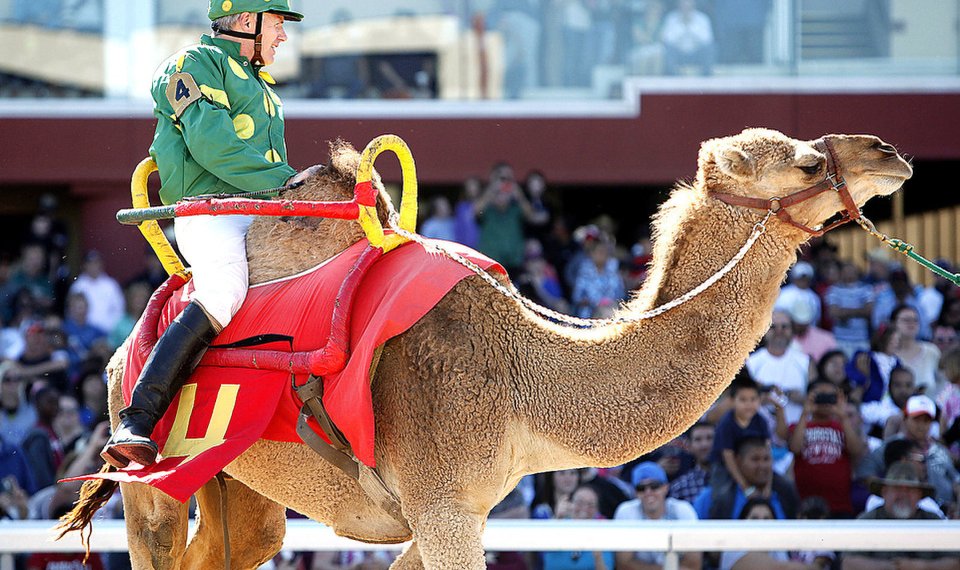 The Culture of Camel Racing