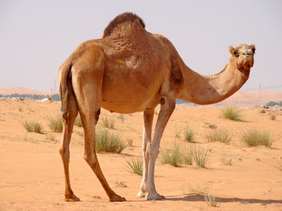 DESTINATION OMAN PART ONE: CAMEL RACING