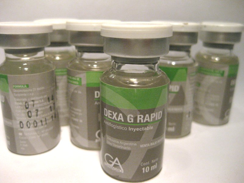 Buy Dexa G Rapid 10ml Online saudi arabia, Kuwait camel racing , oman camel racing