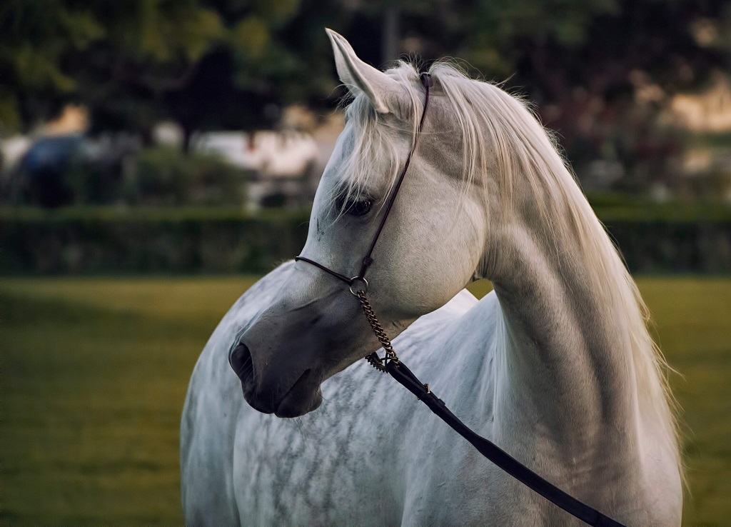 Hyaluronic Acid And Horses, Horse care