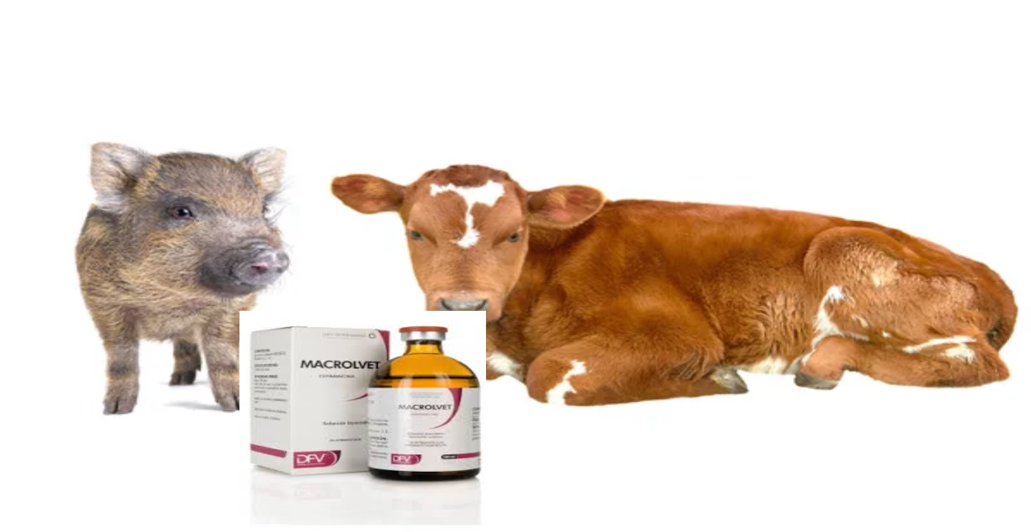 Macrolvet 100ml price, Macrolvet 100ml , Macrolvet 100ml injection, Macrolvet injection for swine, Macrolvet 100ml injection for cattles, Buy Macrolvet 100ml online,