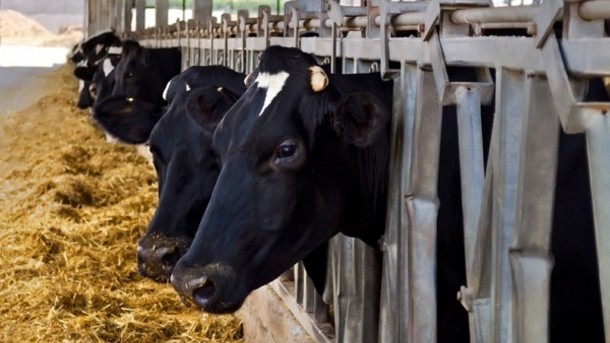 Preventing Inflammation in Transition Cows, Herd Health, Dairy Nutrition, Animal health, Antioxidant for livestock, Antioxidants in Animal Nutrition, Biological function of antioxidants in animal nutrition, Natural antioxidant for livestock, Best antioxidant for livestock,