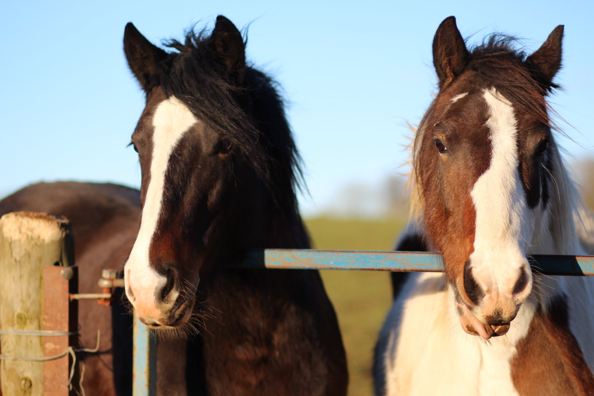 Prednikel 100ml Injection for Animal Use, Prednikel 100ml Injection , Prednikel for horses, Prednikel,