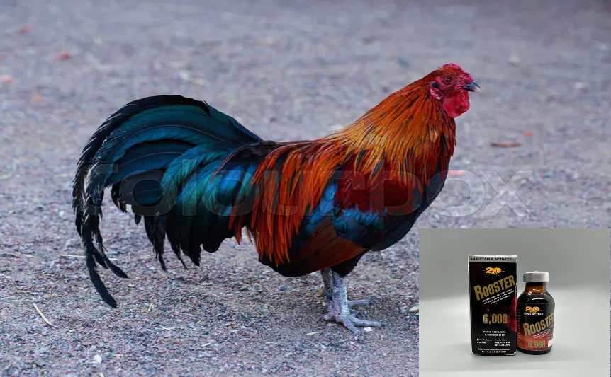 rooster 20ml, Super Rooster 6000, Super Rooster injection, Super Rooster 20ml , Rooster 6000 20ml, Rooster 6000 injection, Super rooster 6000 review, Super rooster 6000 toowoomba, Vitamina Rooster 6000 para Que Sirve, Vitamina Rooster 6000 para gallos, rooster 6000 + b15, Rooster 6000 dosis, Rooster 6000 como se Usa, Rooster 6000 precio, rooster injection,