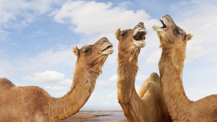 Botox for camels, Botox 100ui, Camel veterinary medicine, Camel Botox injections, Camel muscle spasms, Camel wrinkle treatment, Camel cosmetic procedures, Exotic animal care, Veterinarian near me, Camel health, Botulinum toxin for camels, Miraduck Solutions,