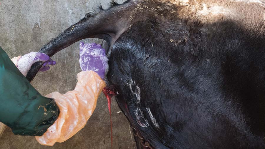 Best treatment for cattle uterus infection, cattle uterine infection treatment, postpartum cattle care, bovine reproductive health, metritis treatment in cattle