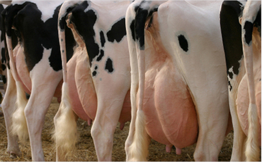 Bovine Somatotropin (bST) , Bovine Growth Hormone (BGH), Recombinant bovine somatotropin, bST benefits and risks, bST in dairy production, bST safety, bST regulation, Milk production enhancement, Animal welfare and hormones, Sustainable livestock practices,