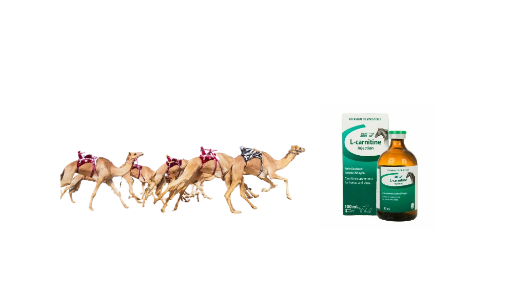 L-Carnitine for Animal Use, L-Carnitine, L-Carnitine injection,