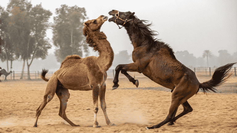Humagropin for Animal Use, Humagropin ,porcine somatotropin (pST), Humagropin 100iu,