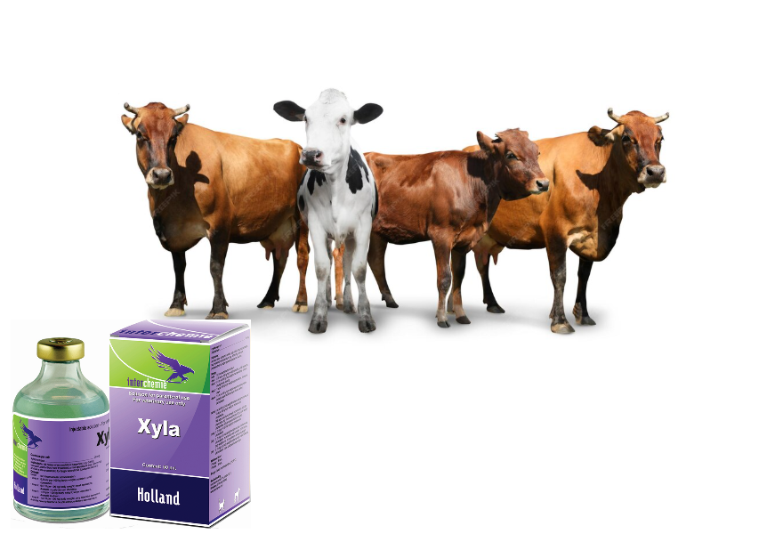 Xyla 50ml Injection for Cattle, Xyla 50ml,