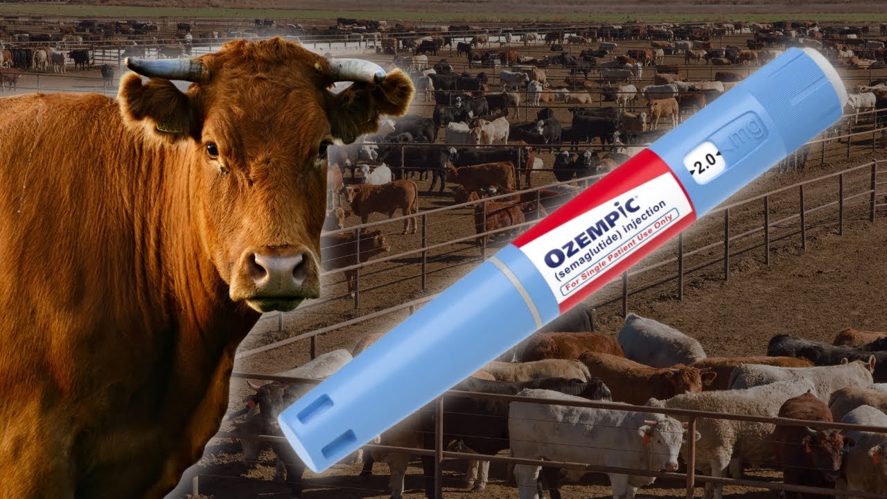 Semaglutide for Animal Use, Semaglutide