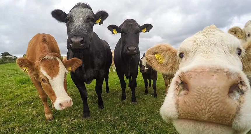 The Importance of Halotestin in Animals, Halotestin,