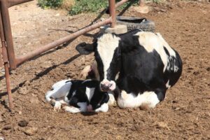 Posilac Sterile Sometribove Zinc Suspension