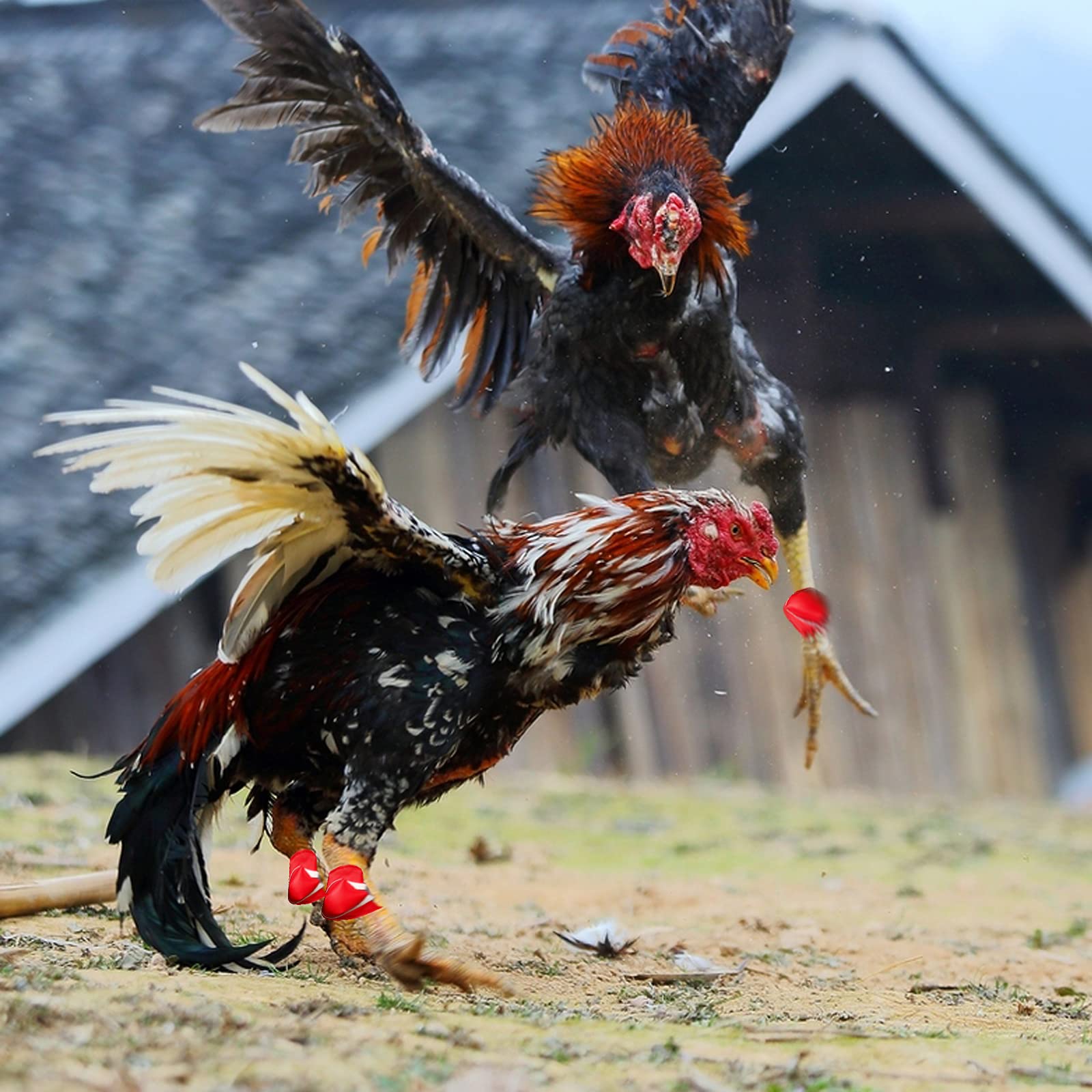 Rooster Vemon for Game Fowls