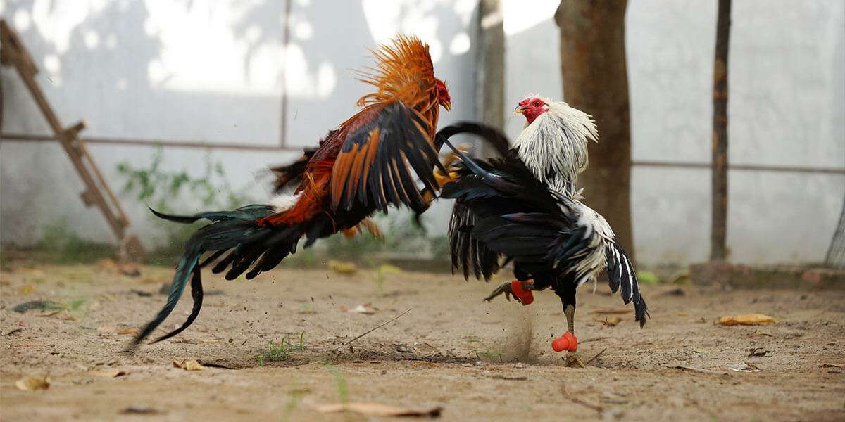 Strange Viper Solution for game fowls,