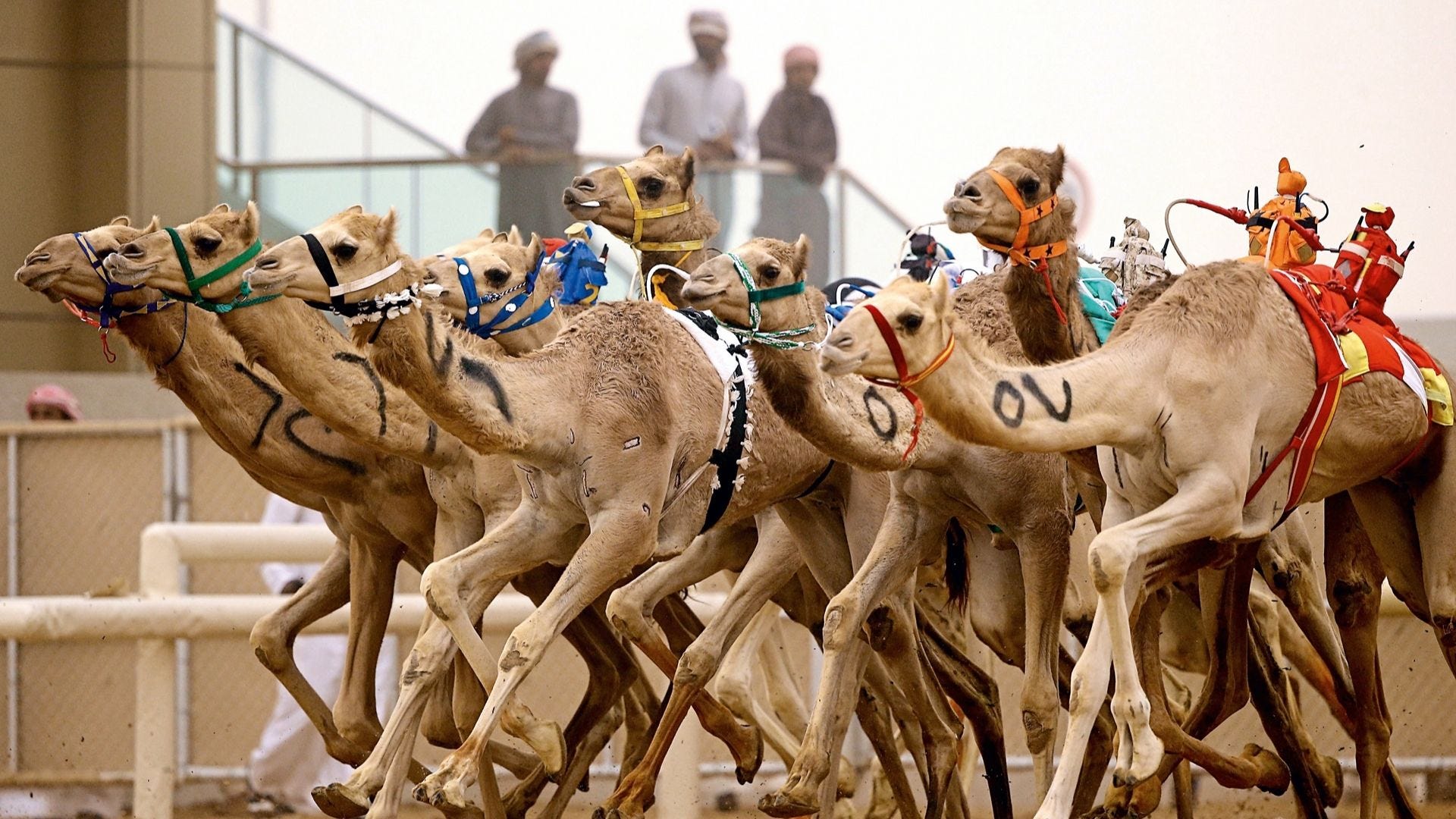 Camel Energy Boosters, Camel racing injections,