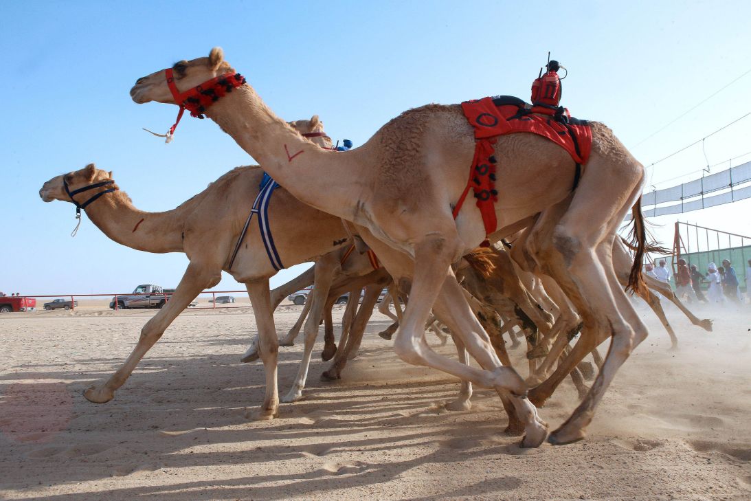 Camel racing