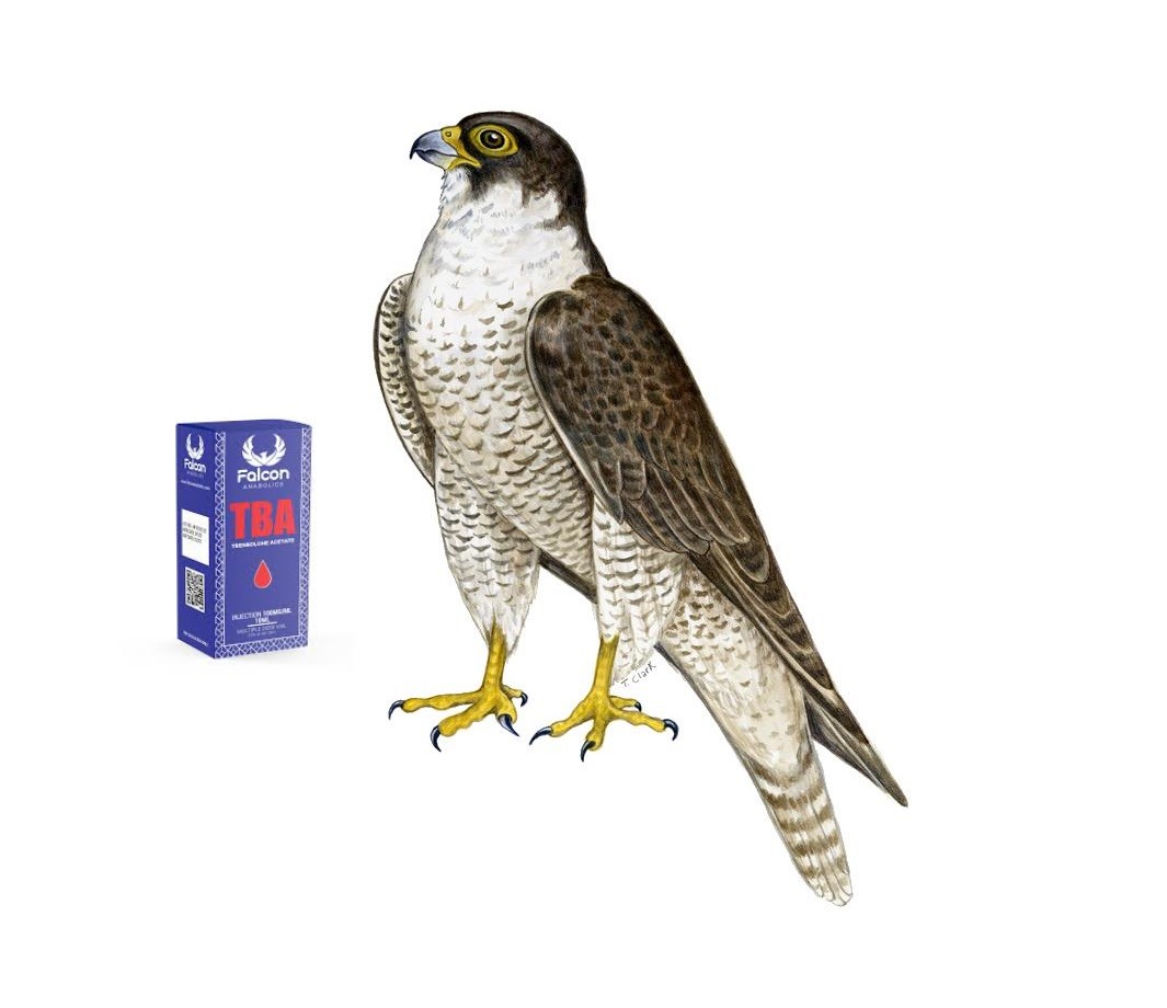 Falcon 10ml Dalvet for Falcons, camel, Dalvet, energy, falcon, horse, power, race, stimulant, السرعة, الطاقة, المنشطات, جمل, حصان, مسكن للآلام،