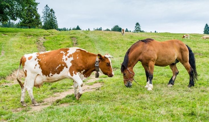 Dexaphenylarthrite for Animal Use