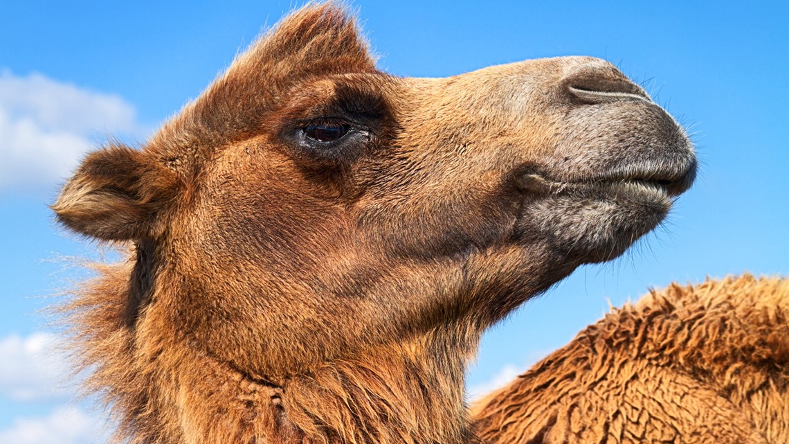 Camel Antibiotics