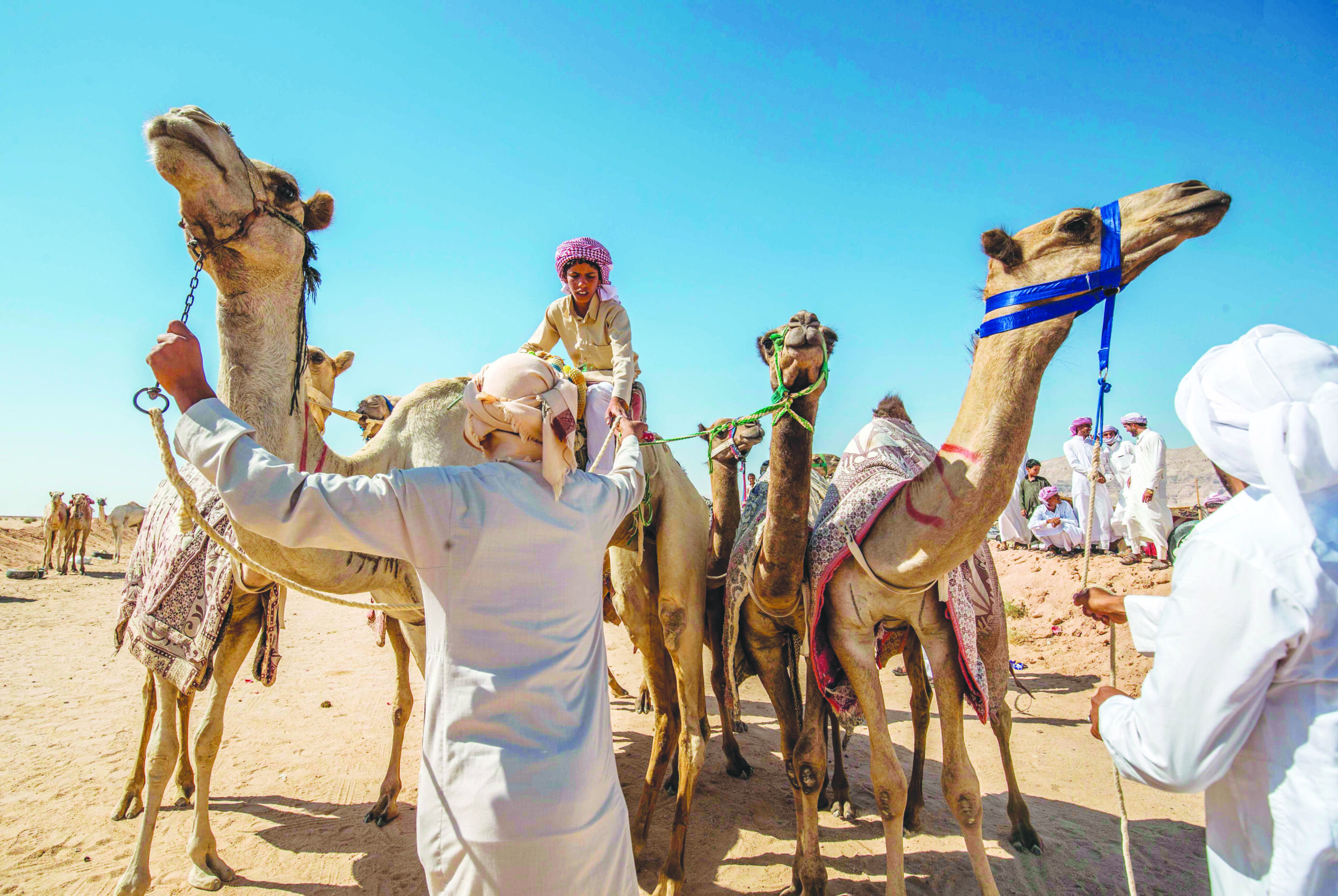 Omani Dromedary Camel Racing