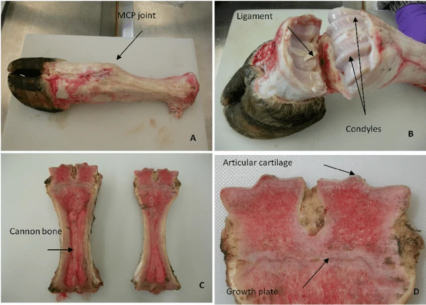 Camel Joint and Tendon Repair