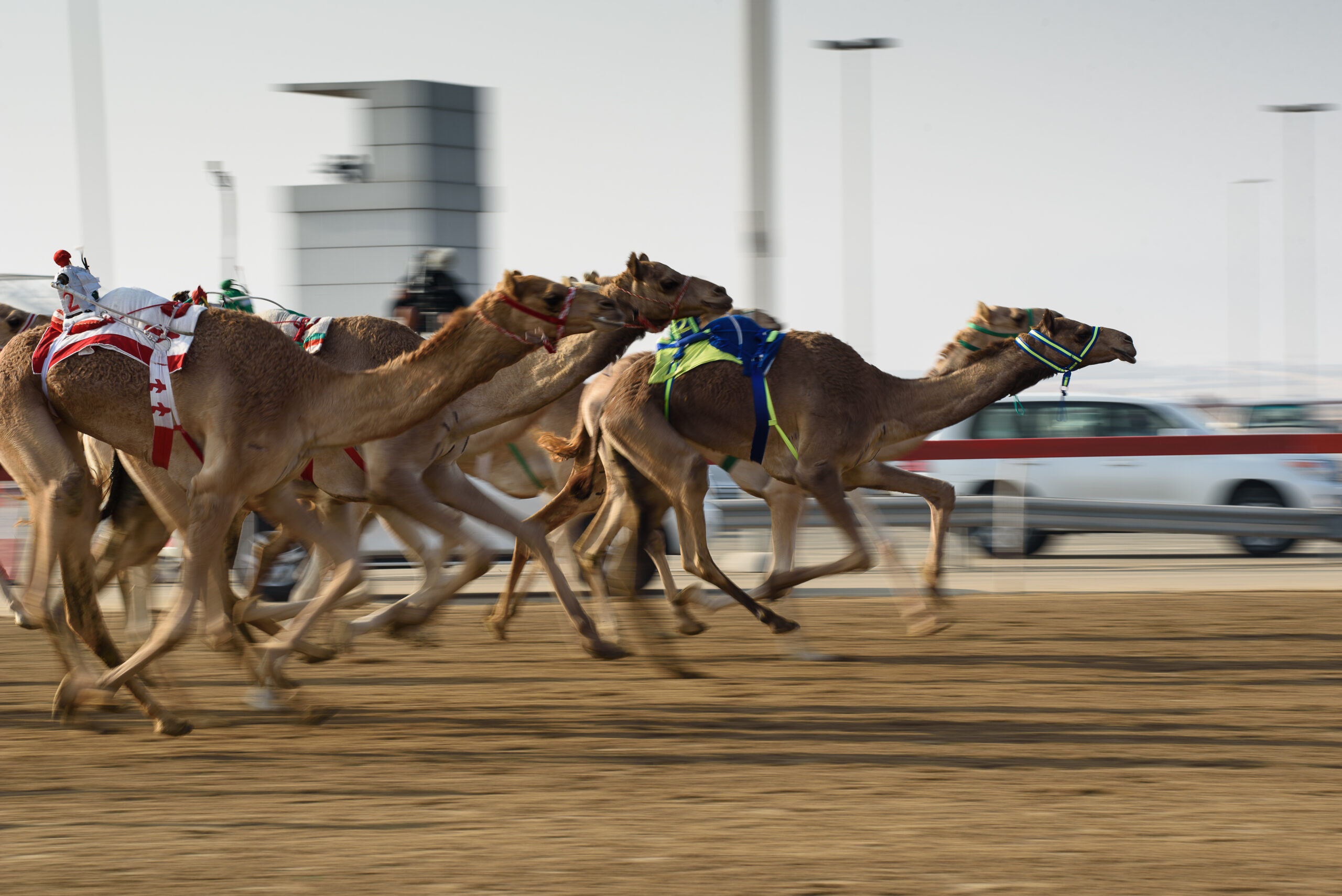 Arabian Camel Racing, Camel Racing,