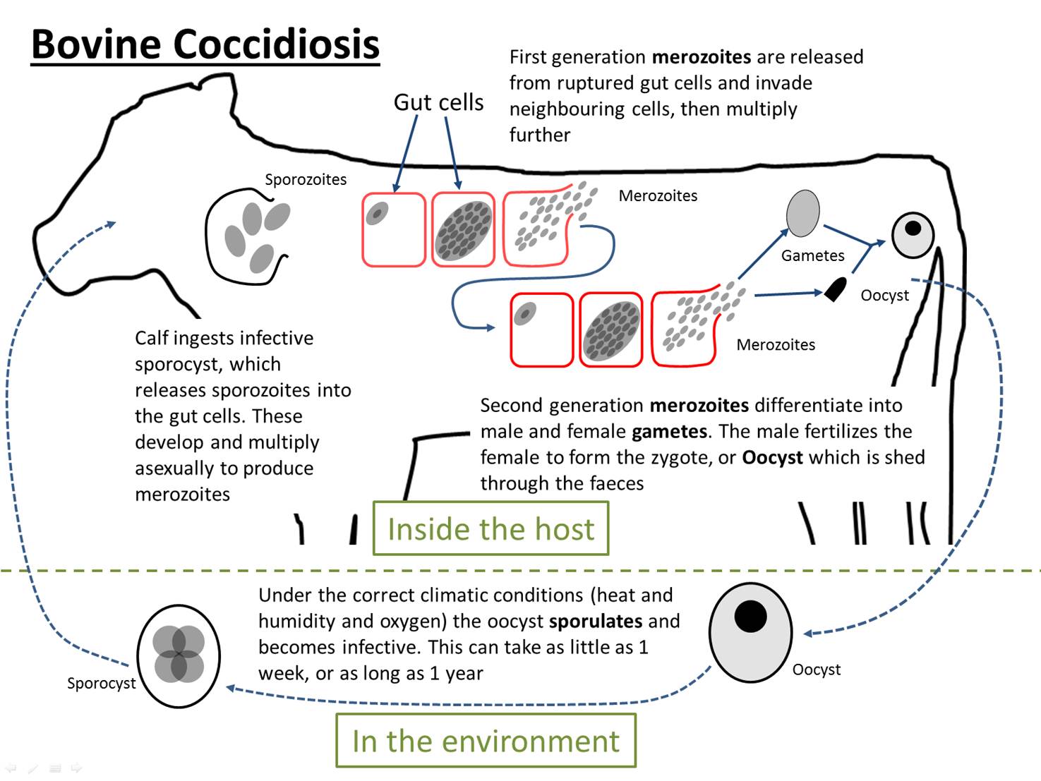 Coccidiosis treatment in Animals, coccidiosis in poultry, coccidiosis in livestock, anticoccidial drugs, animal health, parasite control, Miraduck Solutions,