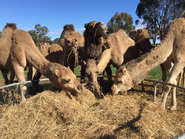 Dexacortyl for Camel Use, veterinary corticosteroids, camel health, inflammation in camels, buy Dexacortyl online, veterinary medication, Miraduck Solutions, camel treatment, veterinary supplies online