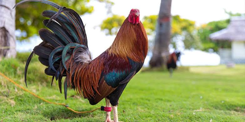 gamefowl supplies