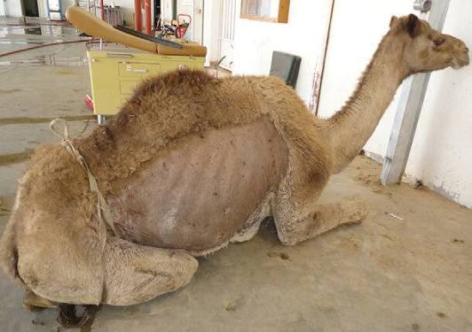 Liver function stimulants for camels, Camel liver health supplements, Hepatoprotective products for camels, Best liver support for camels, Camel health and liver detox, Natural liver stimulants for livestock, Hepaprot for camels, Liver detoxification in camels,