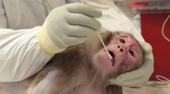 Capuchin Monkey Vaccine