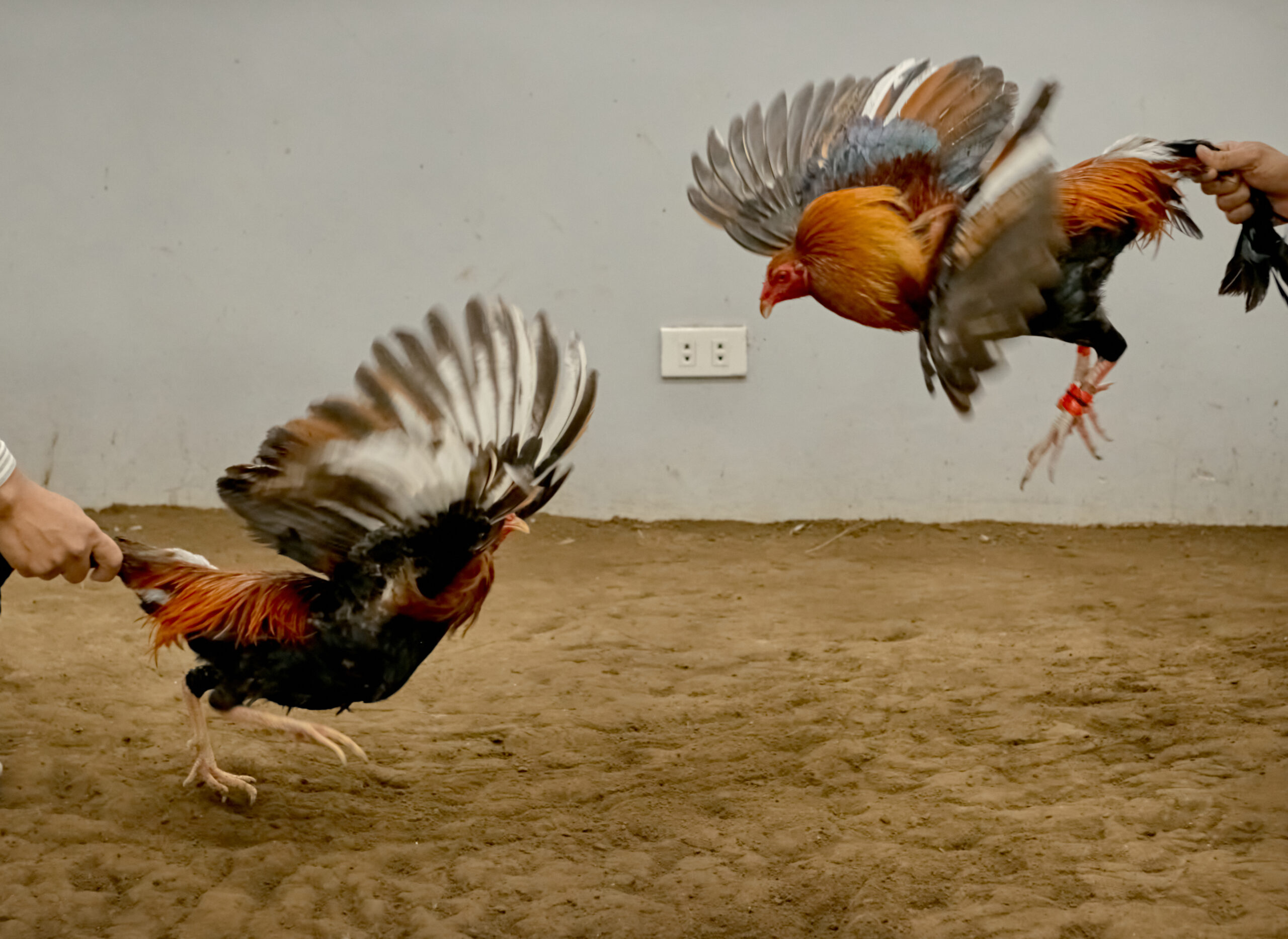 Stimulants for Fighting Roosters, cockfighting,