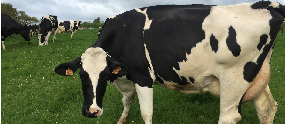 Bovine Somatotropin, Recombinant bovine somatotropin, recombinant bovine growth hormone,