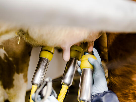 Why Is Milk Production Important in Livestock Farming?