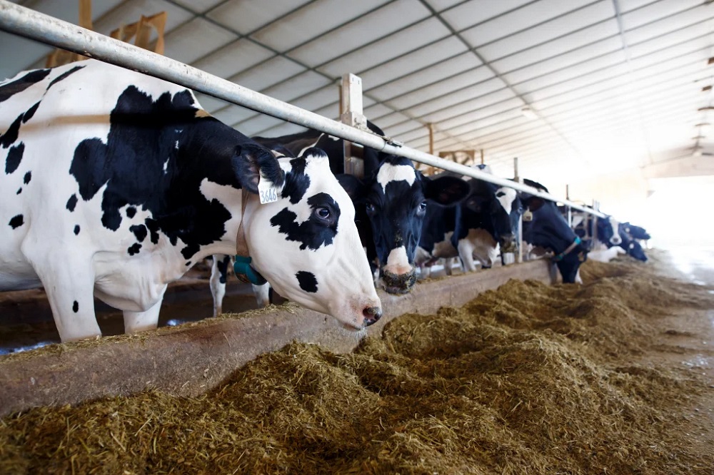 Milk Boosters Injections for Livestock